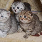 Котята группа в Моем Мире.