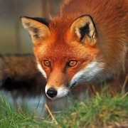 sly fox fox on My World.