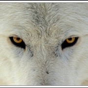 Alex Werewolf on My World.