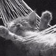 Лиза Кот on My World.