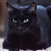 Чёрный Кот творческая личность on My World.