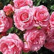 Нина 🌹 🌹🥀🌷 on My World.