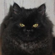 Елена Прощаева on My World.