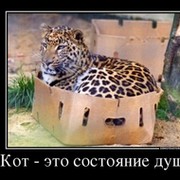 Кот******(ДЗ) ***** on My World.