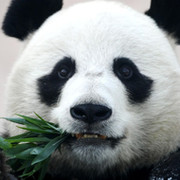 Tester Panda on My World.